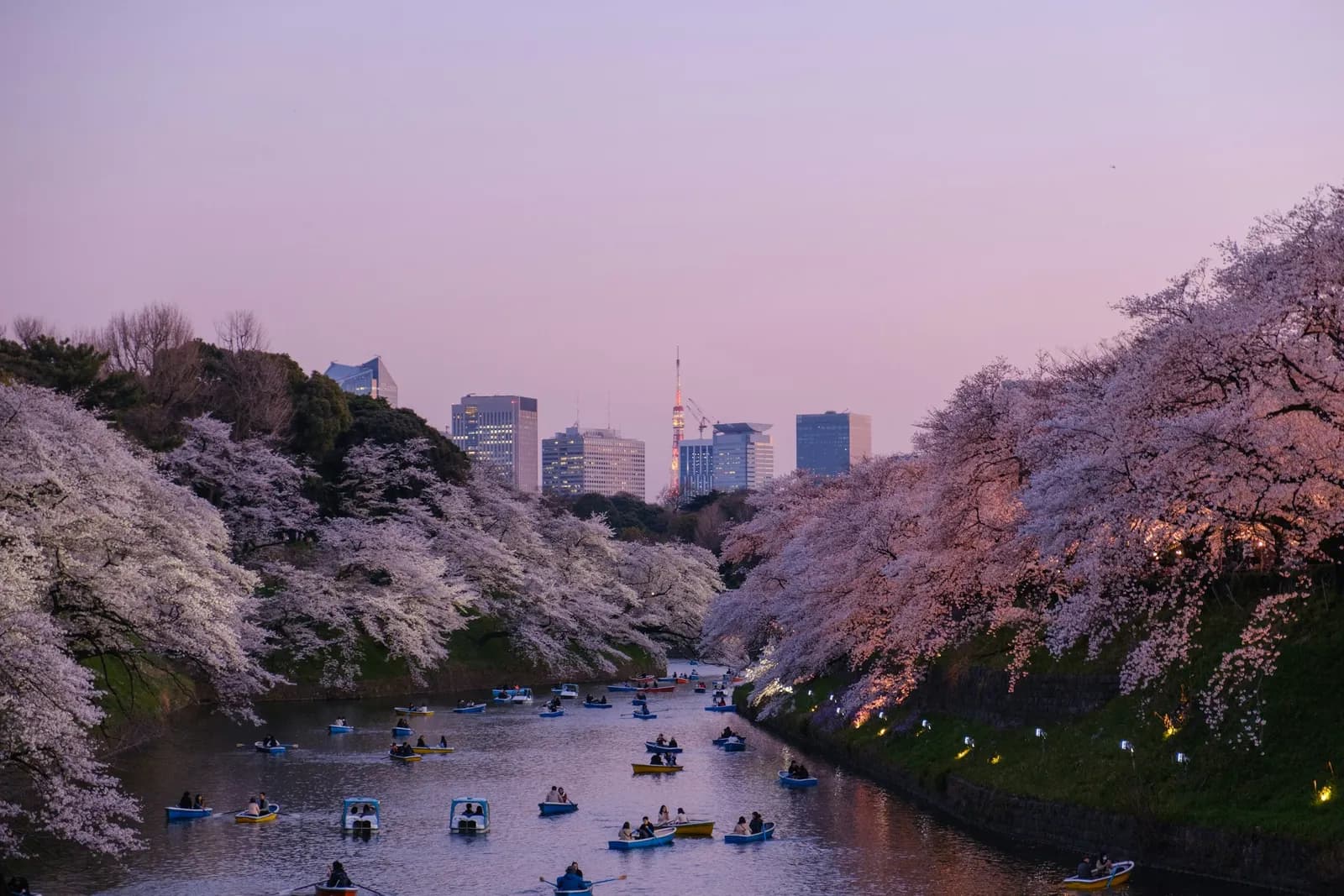 Hoa anh đào nở hai bên hào nước ở Tokyo lúc hoàng hôn, những chiếc thuyền nhỏ trên mặt nước và đường chân trời phía xa